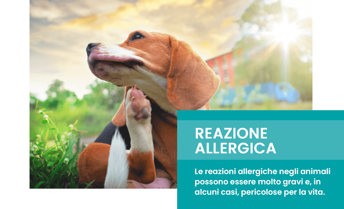 Reazioni allergiche nel cane e nel gatto
