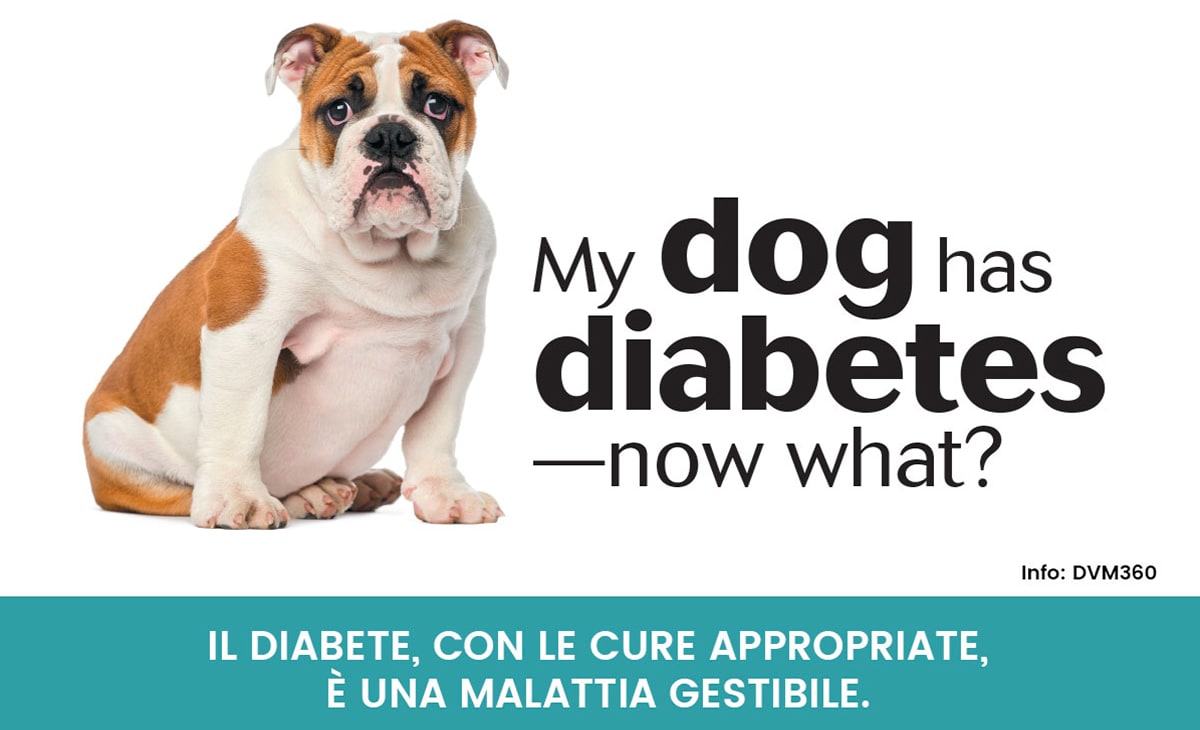 Diabete nel cane