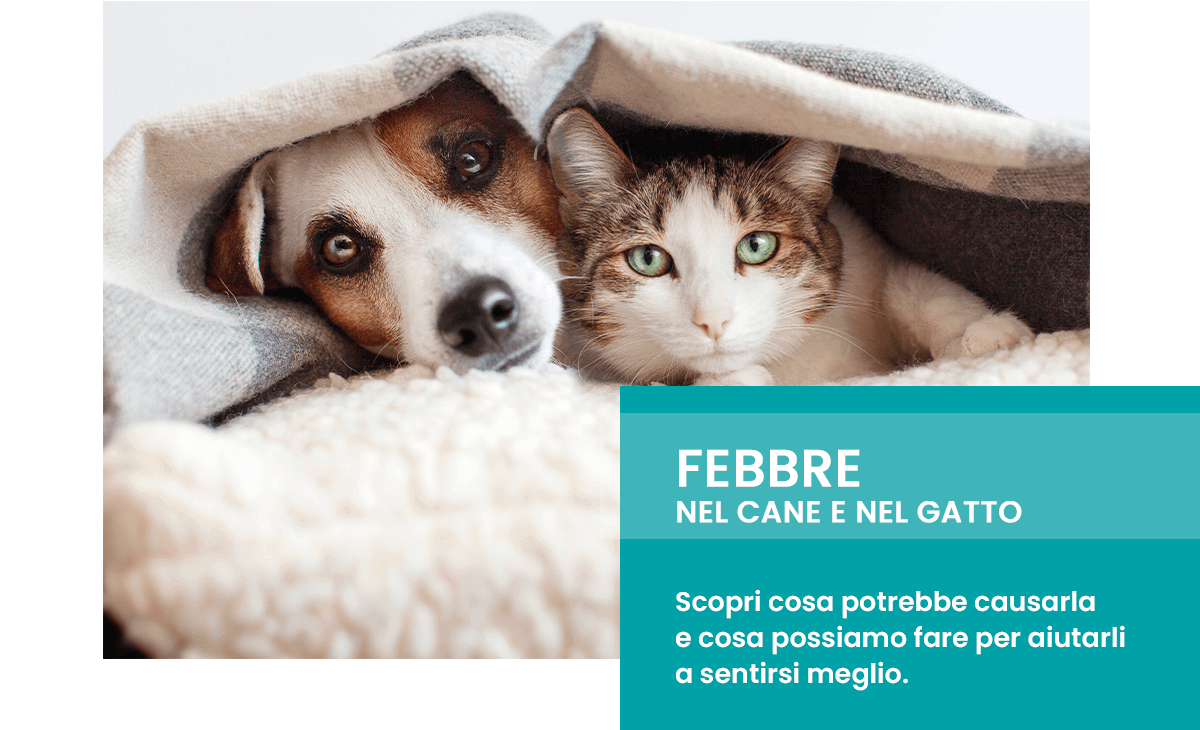 Febbre nel cane e nel gatto