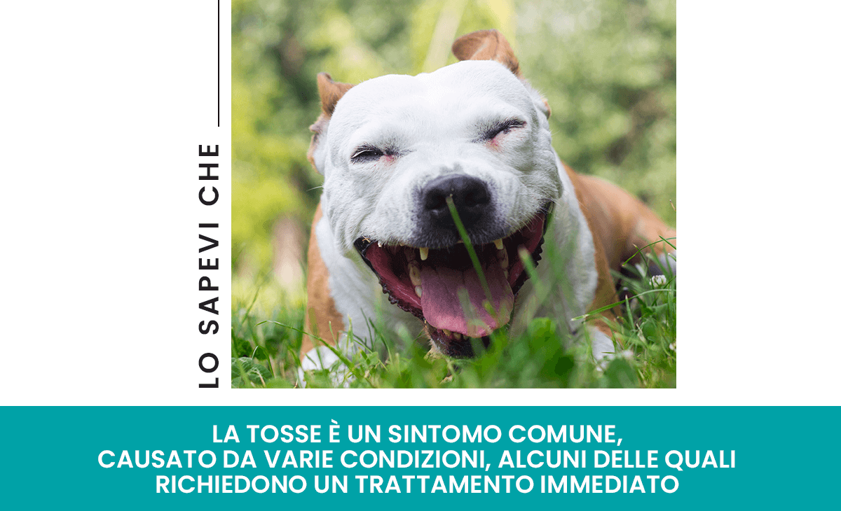 Tosse nel cane