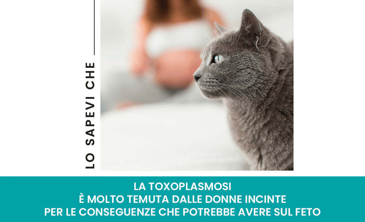 Toxoplasmosi