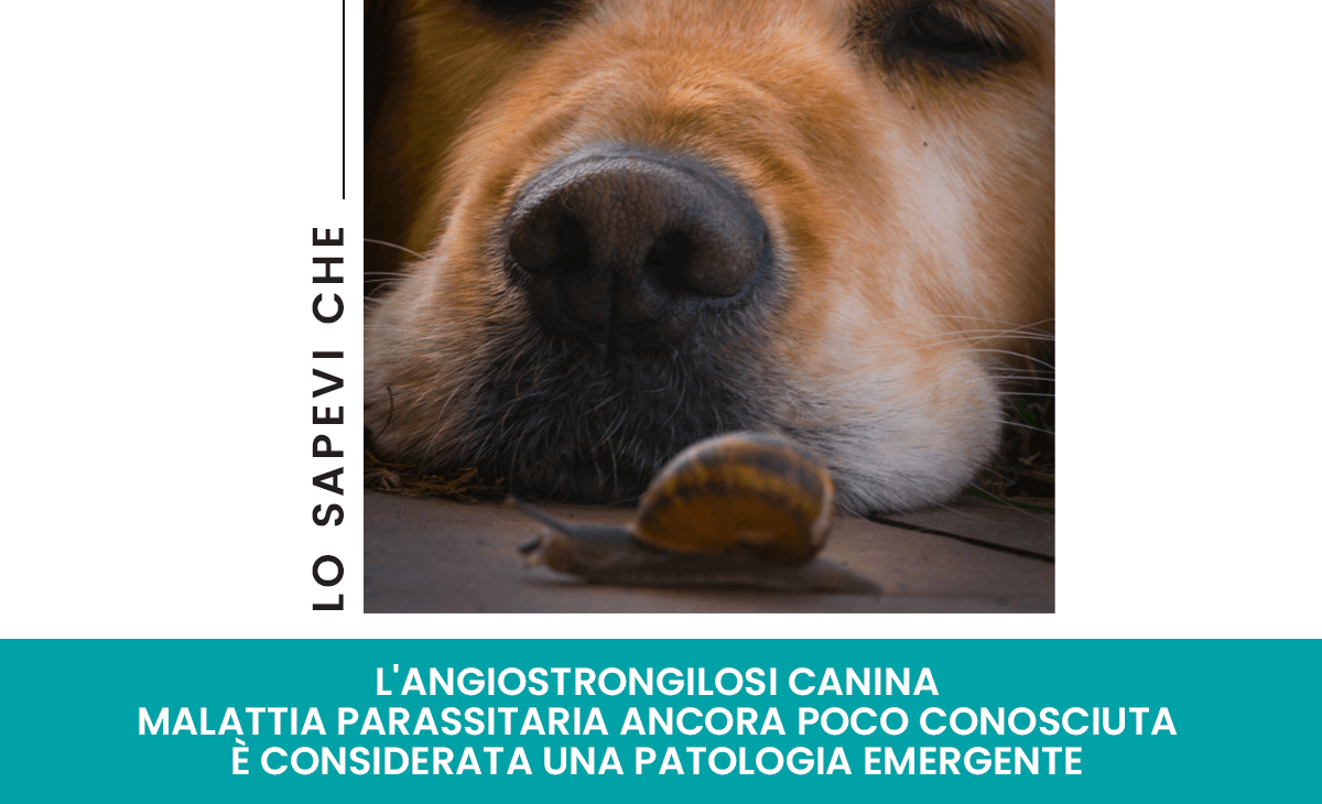 Vermi polmonari nei cani