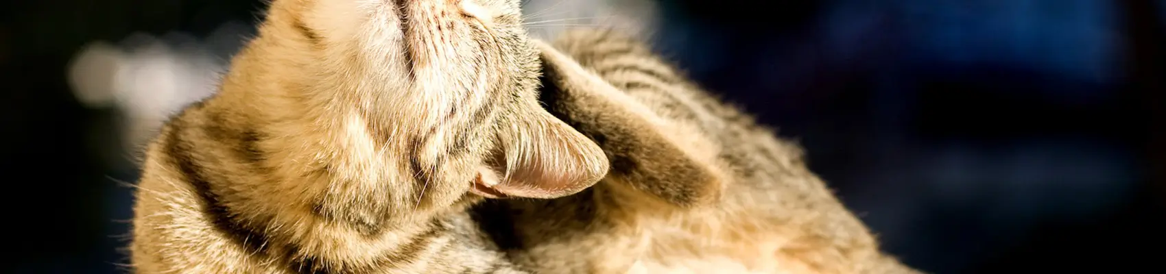 dermatologia cani e gatti