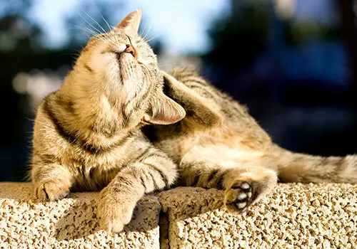 dermatologia veterinaria
