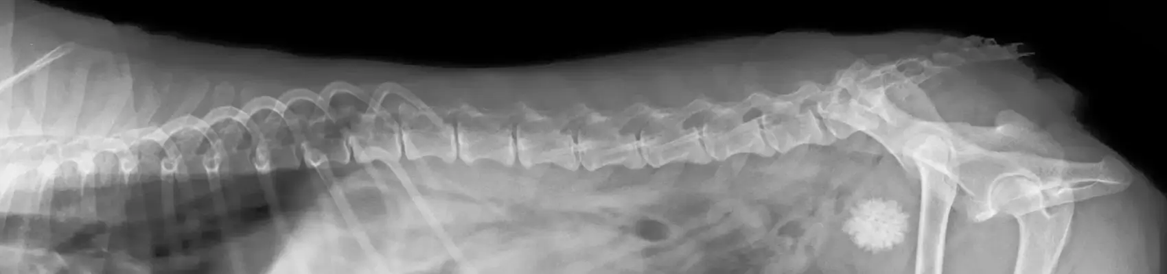 diagnostica per immagini