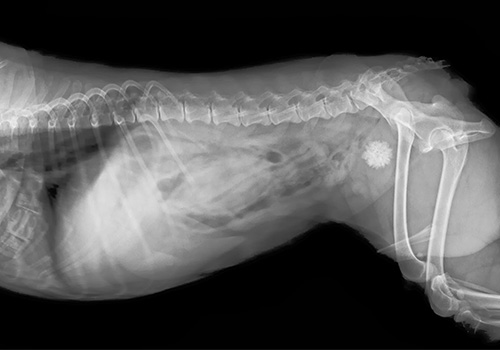 diagnostica per immagini per cani e gatti