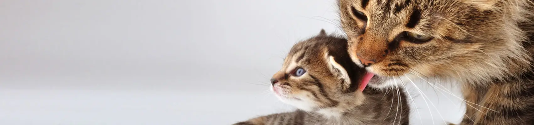 gravidanza cani e gatti