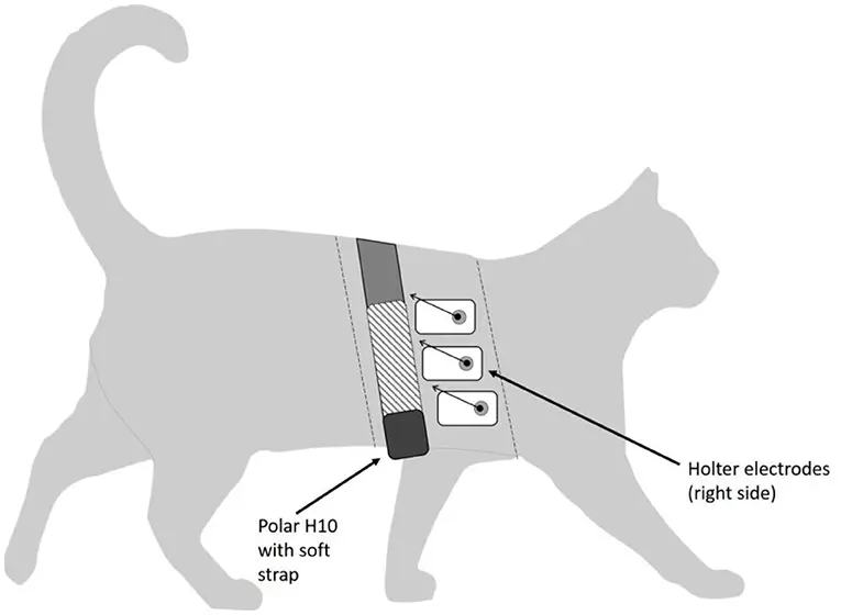 holter ECG animali
