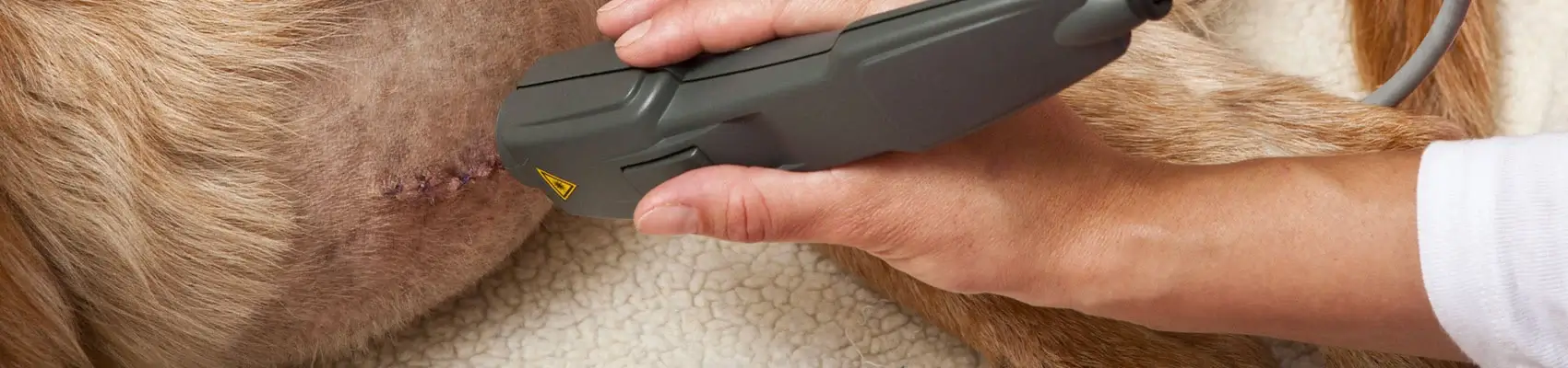 laserterapia cani e gatti