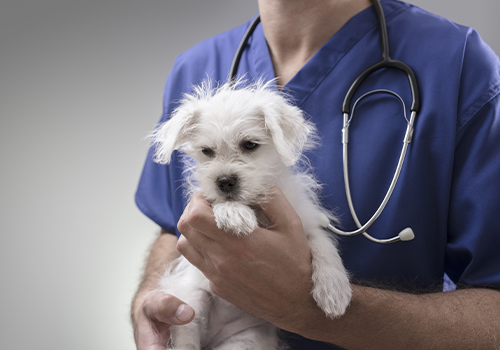 ricovero e terapia intensiva veterinaria