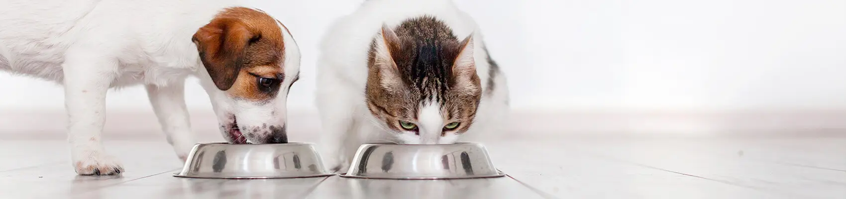 nutrizione cani e gatti