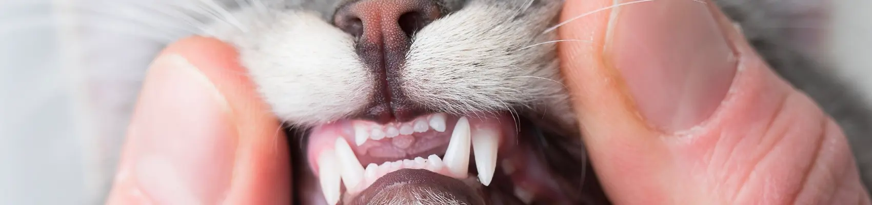 odontostomatologia per cani e gatti