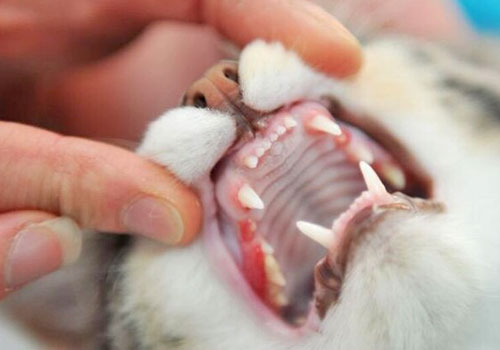 odontostomatologia veterinaria