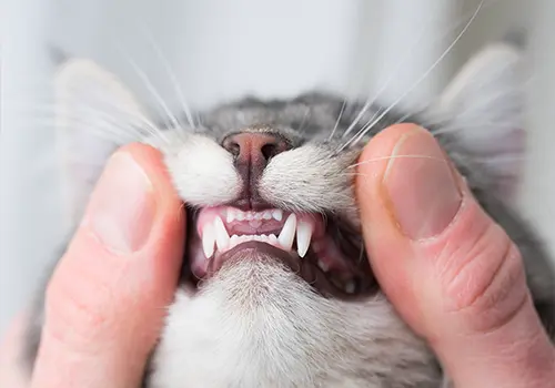 odontostomatologia veterinaria