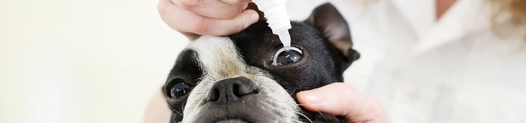 oftalmologia cani e gatti