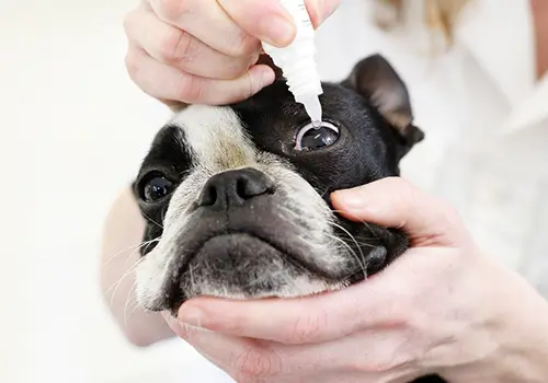 oftalmologia veterinaria