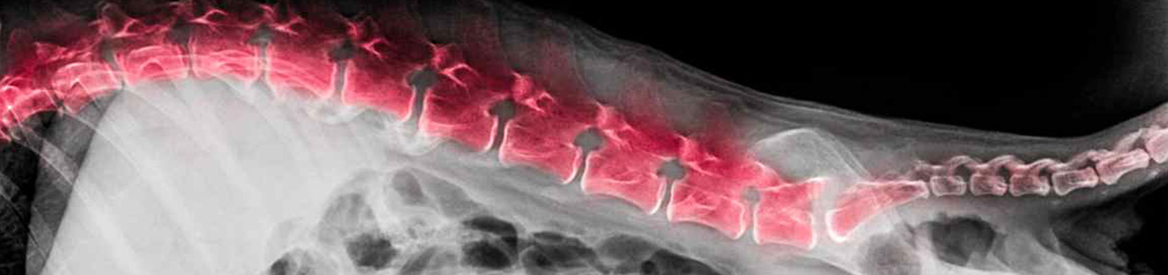 ortopedia per cani e gatti