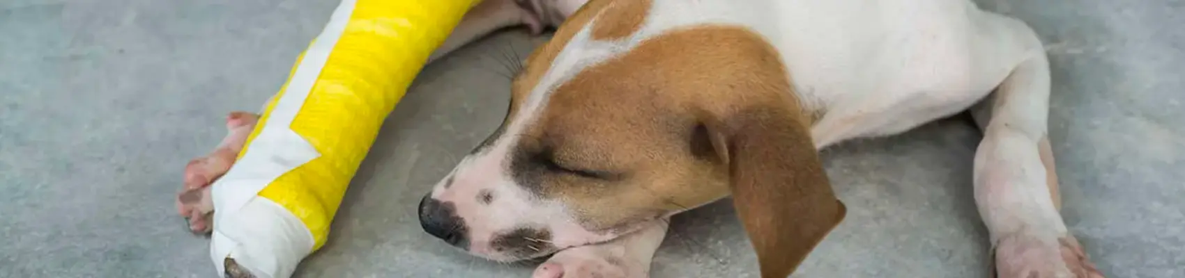 ortopedia per cani e gatti