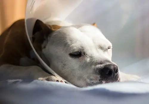 degenza, ricovero e terapia intensiva veterinaria